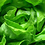 lettucemode